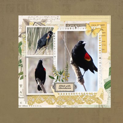 Red Wing Blackbirds