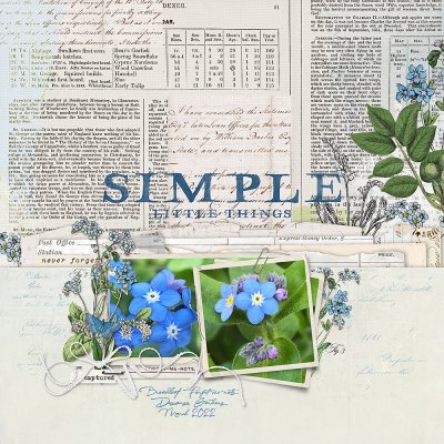 Forget Me Nots