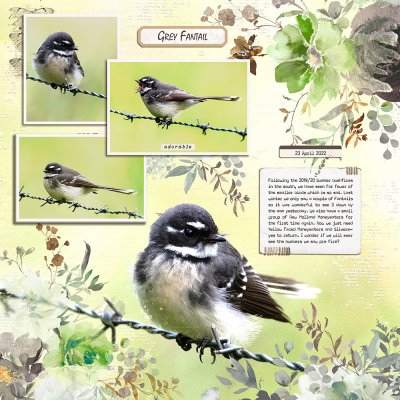 Grey Fantail