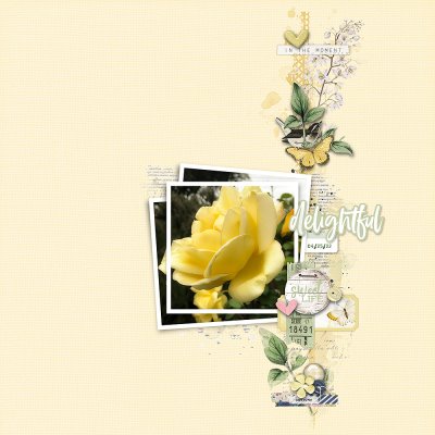 Yellow Rose