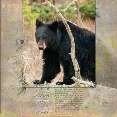 Glimpse into the Bear's World