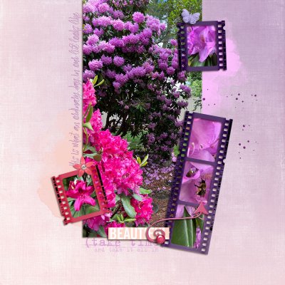 iTune - May - Rhododendrons