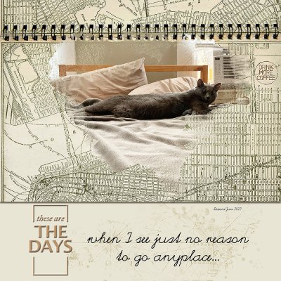 2022 06  4 SSL  Lazy Cat