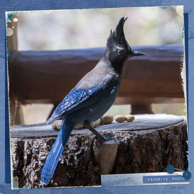 Stellars Jay