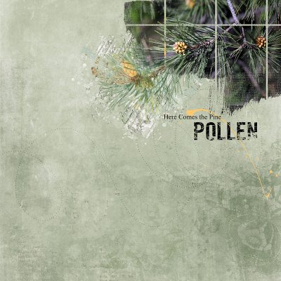 Pine Pollen