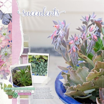Succulents