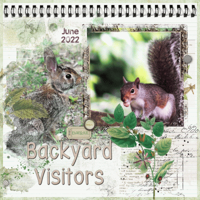 Backyard Visitors 2022
