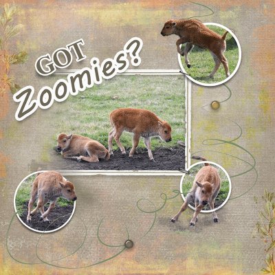 Got Zoomies?