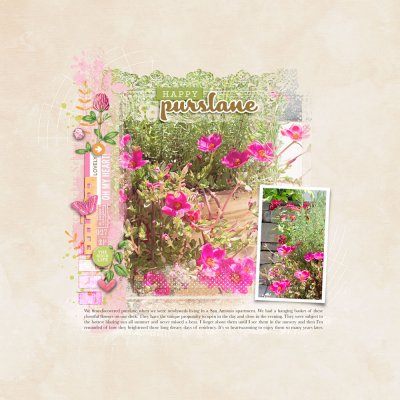 Purslane-SSL 7/30