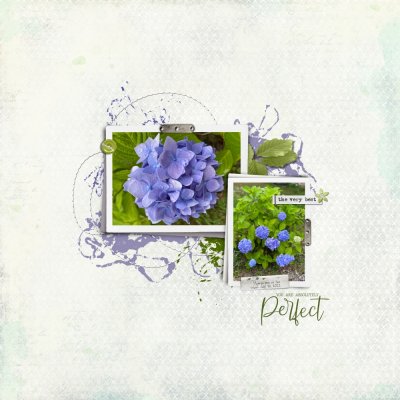 Hydrangea