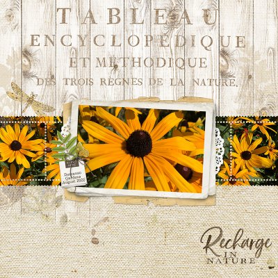 Rudbeckia