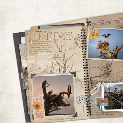 Osprey Story