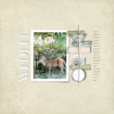 Wildlife