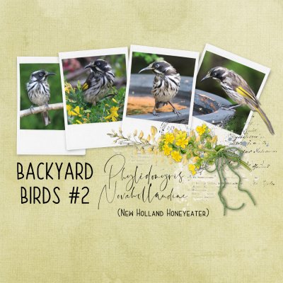 New Holland Honeyeater