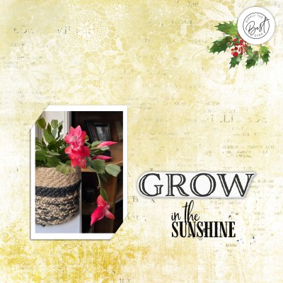 SSL 11-12Christmas Cactus