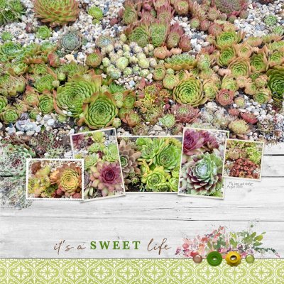 Sweet Life- Get Inspired