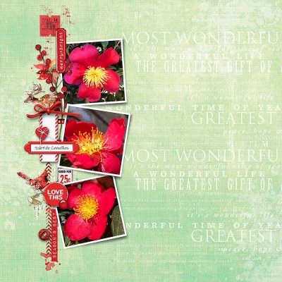 Yuletide Camellias