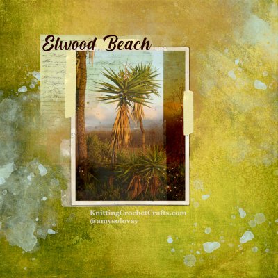 elwood-beach-palm-tree-1.jpg