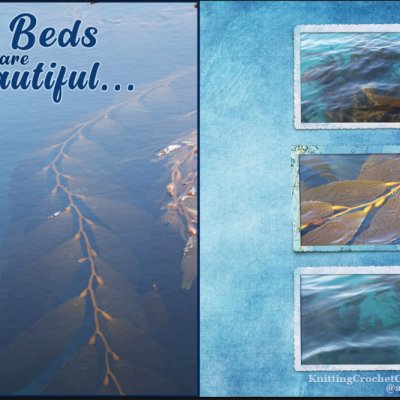 Kelp-Beds-Are-Beautiful-1.jpg