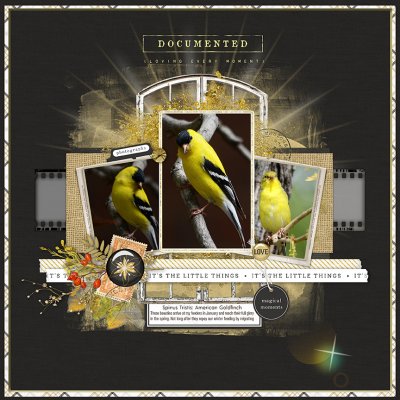 Goldfinch - Black and GOld