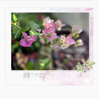 bougainvillea