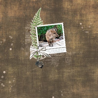 Baby Javelina