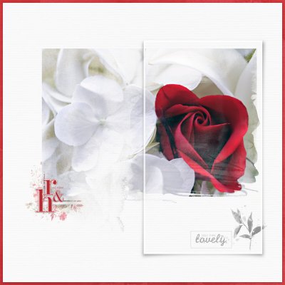 red rose & hydrangea