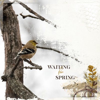 Waiting for Spring