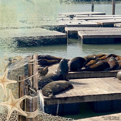 Sea Lions