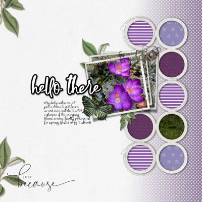 2023 03 17 Purple crocuses (Lori scraplift)