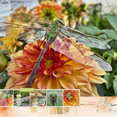 dragon fly