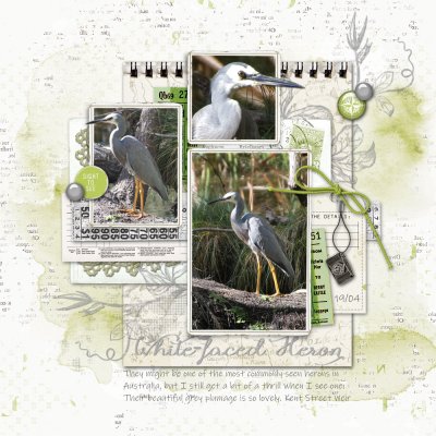 SSL 04/22 White Faced Heron