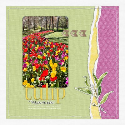 Tulip Mania