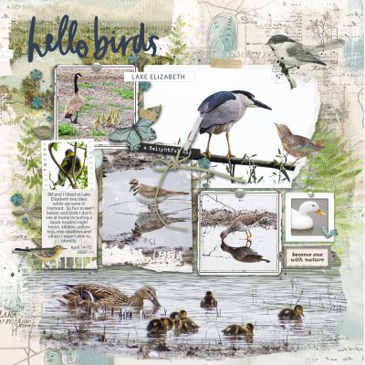 California Birds