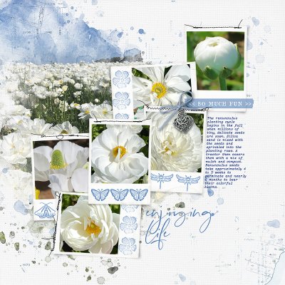 Carlsbad Flower Fields 2023 Pg4