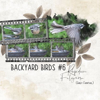 Backyard Birds #6