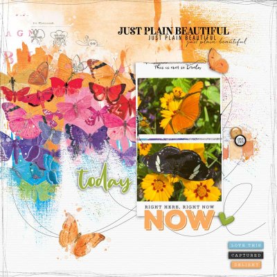 Beautiful Butterfly Garden