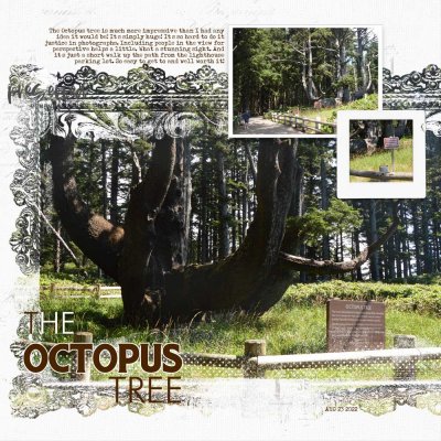 2022 08 23 Octopus Tree