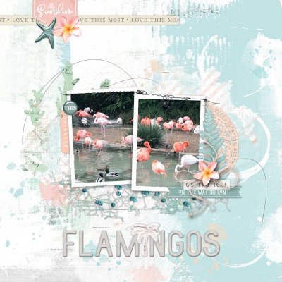 Flamingos