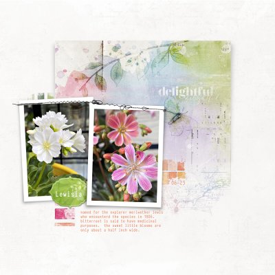 Lewisia
