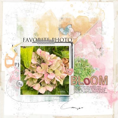 Bloom.jpg