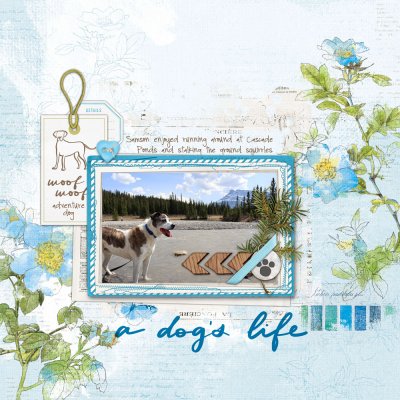a-dogs-life.jpg