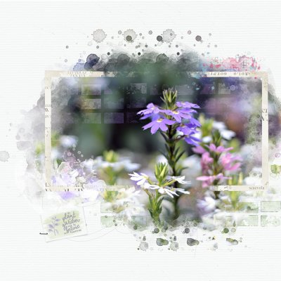 scaevola