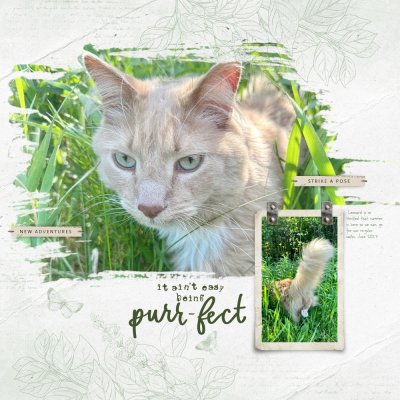 Purrfect