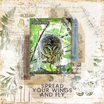 Barred Owl Sighting