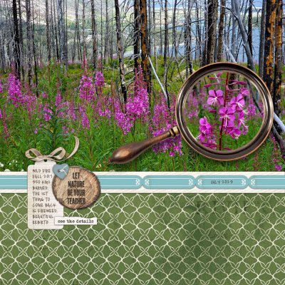 fireweed.jpg