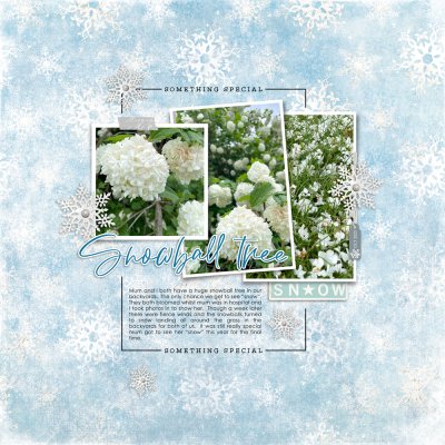 Snowball tree