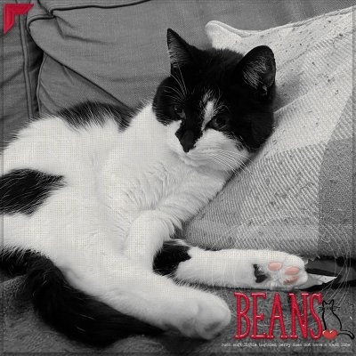 SSL: Kitty beans