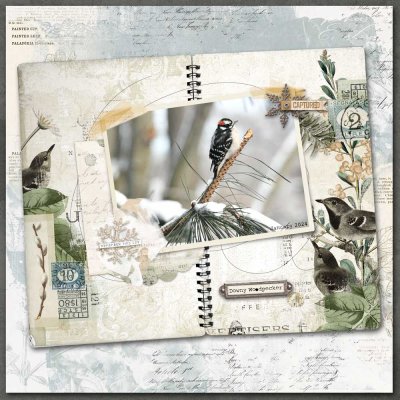 Downy Woodpecker