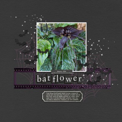Black Batflower